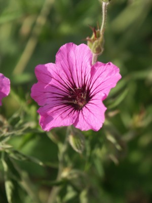 Bild von Geranium psilostemon Bressingham Flair