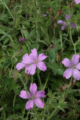 Bild von Geranium psilostemon Ivan