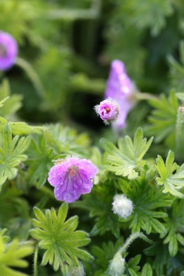 Bild von Geranium sanguineum Canon Miles