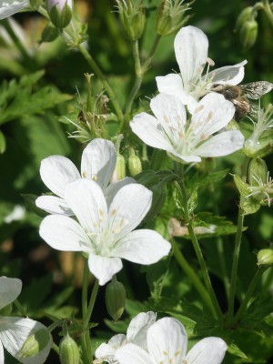 Bild von Geranium sylvaticum Album