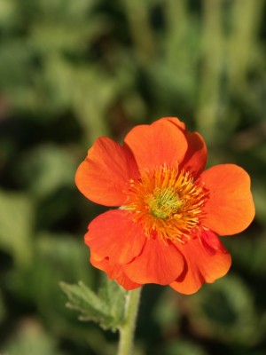 Bild von Geum coccineum Werner Arends