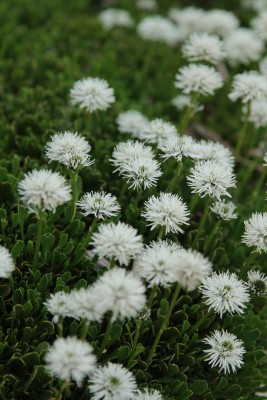 Bild von Globularia cordifolia Alba