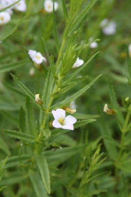 Bild von Gratiola officinalis