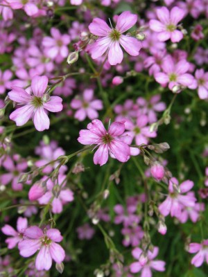 Bild von Gypsophila repens Rosa Schönheit