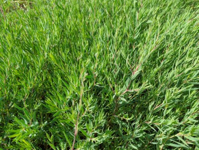 Bild von Gypsophila repens Rosenschleier