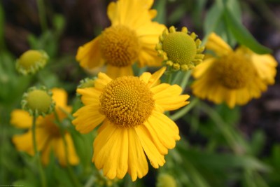 Bild von Helenium autumnal. Pum.-Magnific.