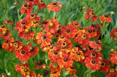 Bild von Helenium x-cult. Baudir. Linne