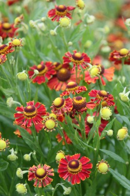 Bild von Helenium x-cult. Dauerbrenner