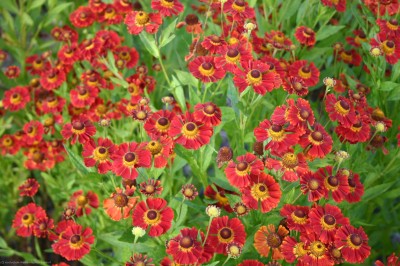 Bild von Helenium x-cult. Dunkle Pracht