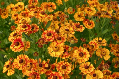 Bild von Helenium x-cult. Feuersiegel