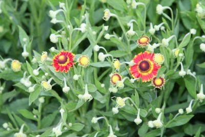 Bild von Helenium x-cult. Fuego