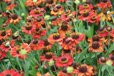 Bild von Helenium x-cult. Goldlackzwerg