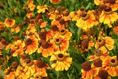 Bild von Helenium x-cult. Kokarde