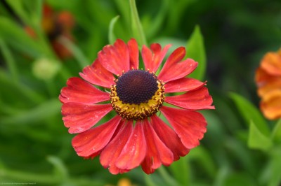 Bild von Helenium x-cult. Kupferzwerg