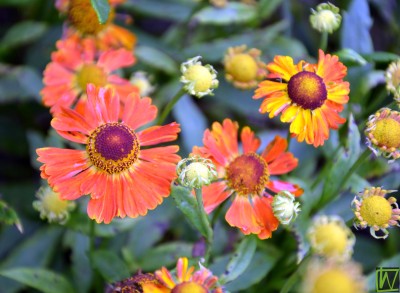 Bild von Helenium x-cult. Little Orange