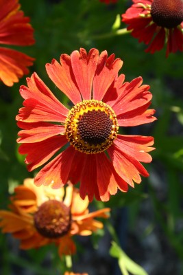 Bild von Helenium x-cult. Moerheim Beauty