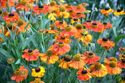 Bild von Helenium x-cult. Sahin