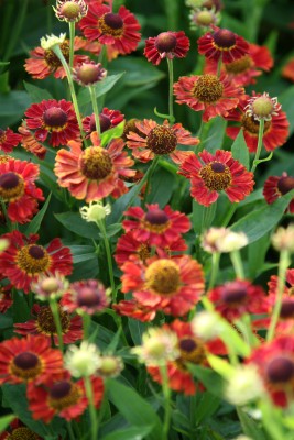 Bild von Helenium x-cult. Salsa