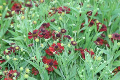 Bild von Helenium x-cult. Siesta