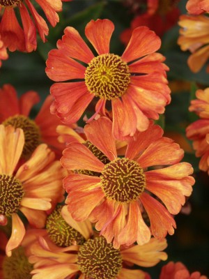 Bild von Helenium x-cult. Schwefelglanz