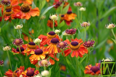 Bild von Helenium x-cult. Wonadonga