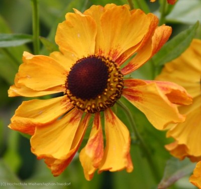 Bild von Helenium x-cult. Zimbelstern