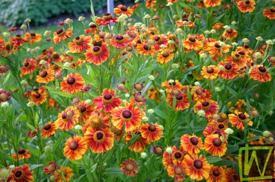 Bild von Helenium x-cult. Amber Dwarf