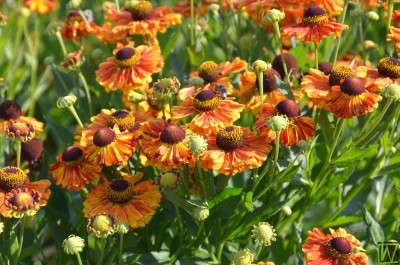 Bild von Helenium x-cult. Flamenco