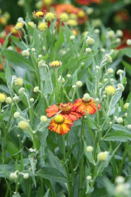 Bild von Helenium x-cult. Kupferziegel