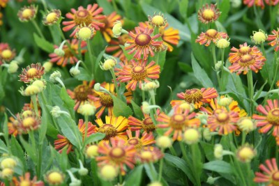 Bild von Helenium x-cult. Loysder Wieck