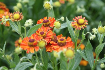 Bild von Helenium x-cult. Mien Ruys