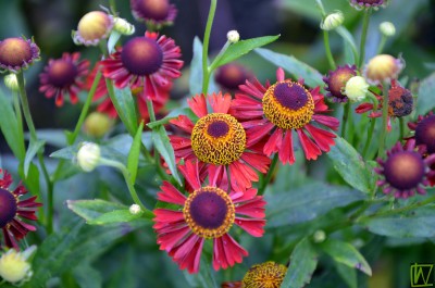 Bild von Helenium x-cult. Ruby-Tuesday