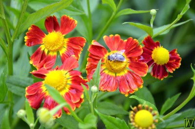 Bild von Helenium x-cult. Nella