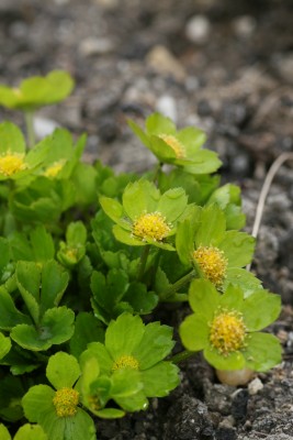 Bild von Hacquetia epipactis