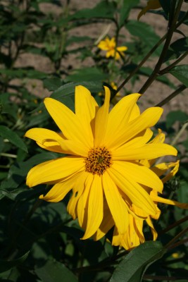 Bild von Helianthus atrorubens