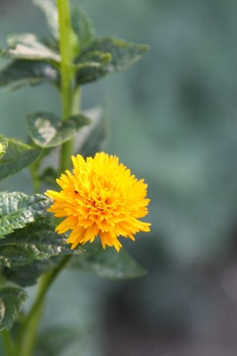 Bild von Heliopsis scabra Asahi