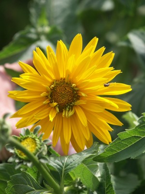 Bild von Heliopsis scabra Goldgefieder