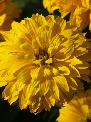 Bild von Heliopsis scabra Goldgrünherz