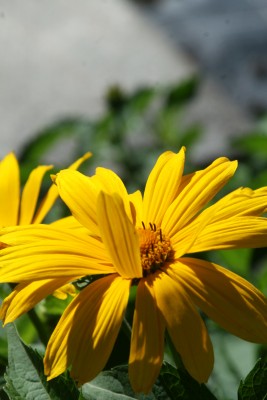 Bild von Heliopsis scabra Hohlspiegel