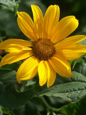 Bild von Heliopsis scabra Karat