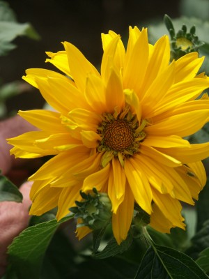 Bild von Heliopsis scabra Lohfelden