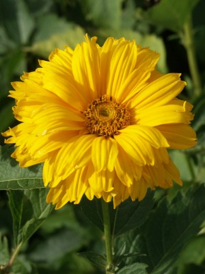 Bild von Heliopsis scabra Sommersonne