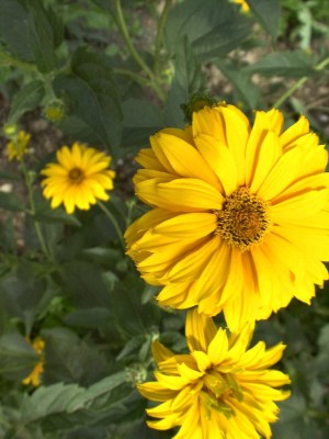 Bild von Heliopsis scabra Sonnenschild