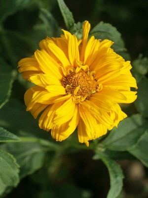 Bild von Heliopsis scabra Spitzentänzerin