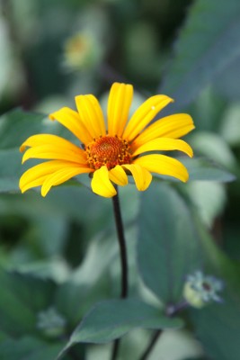 Bild von Heliopsis scabra Summer Nights