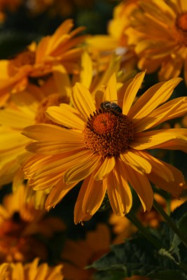 Bild von Heliopsis scabra Venus