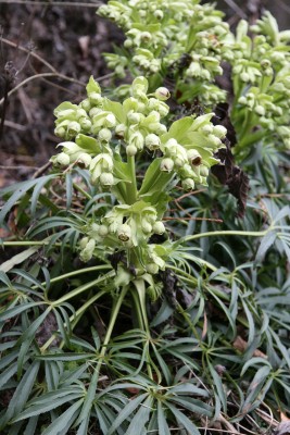 Bild von Helleborus foetidus