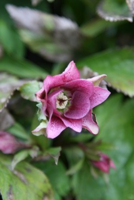 Bild von Helleborus x-orient. Double Mix