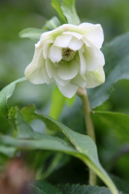 Bild von Helleborus x-orient. Double Ell Sp.White