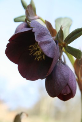 Bild von Helleborus x-orient. Blue Lady